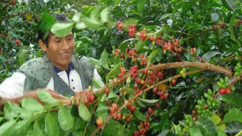 cosecha de café en perú - Cuándo se cosecha café en Perú