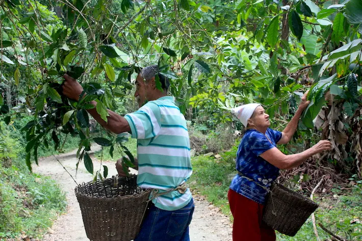 siembra de cafe en venezuela - Cuándo se siembra el café en Venezuela