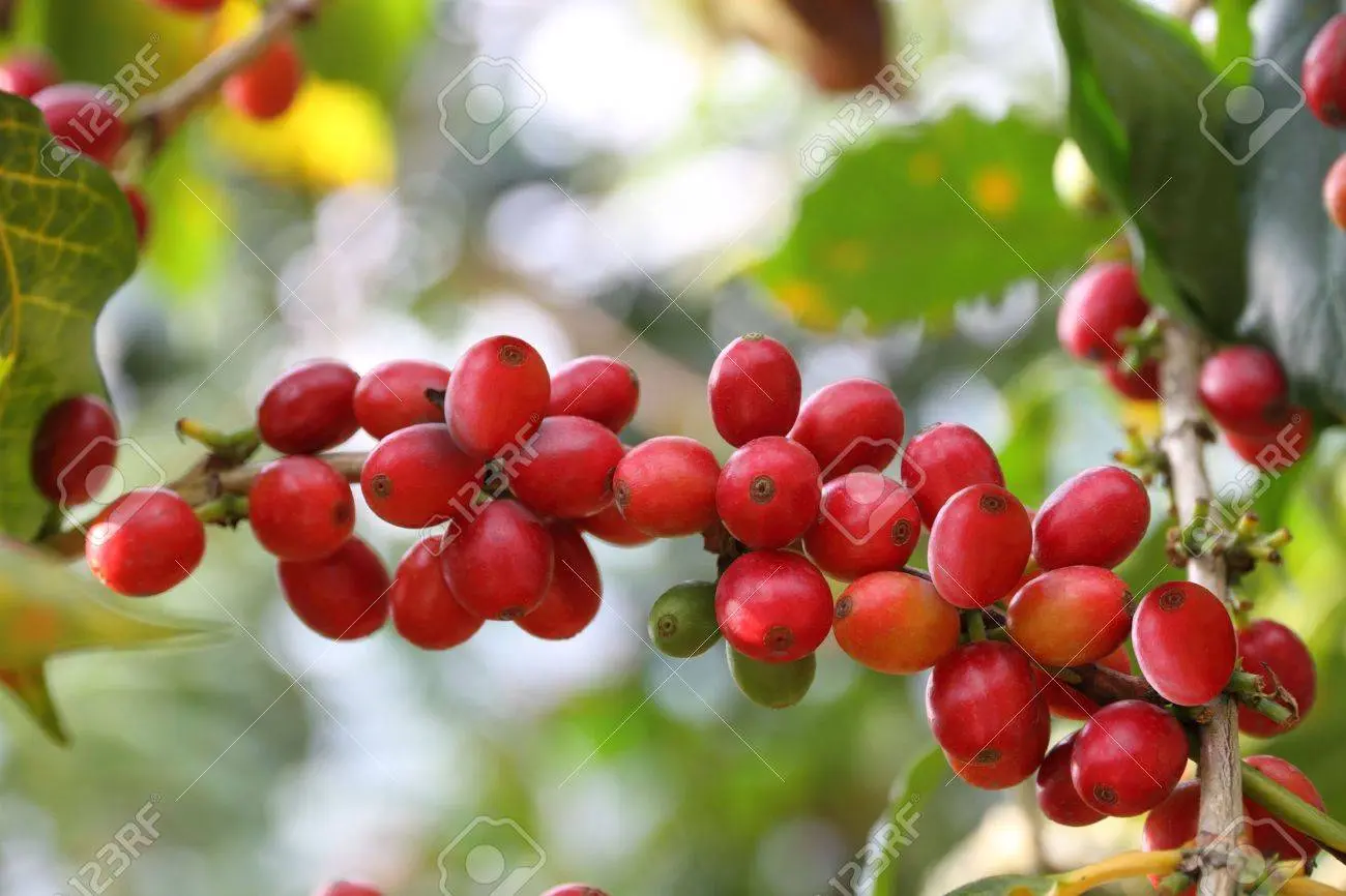 bayas de café - Cuántas bayas de café da una planta