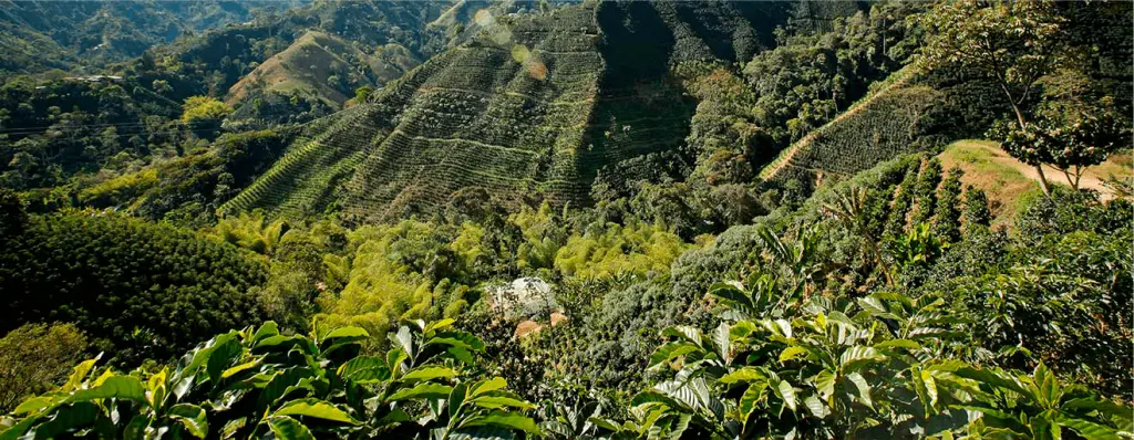 Café del Huila: Un tesoro colombiano - Cuántas familias viven del café en el Huila cafe del huila - Cuántas familias viven del café en el Huila