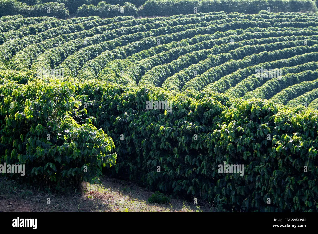 plantaciones de cafe en brasil - Cuántas hectáreas de café hay en Brasil