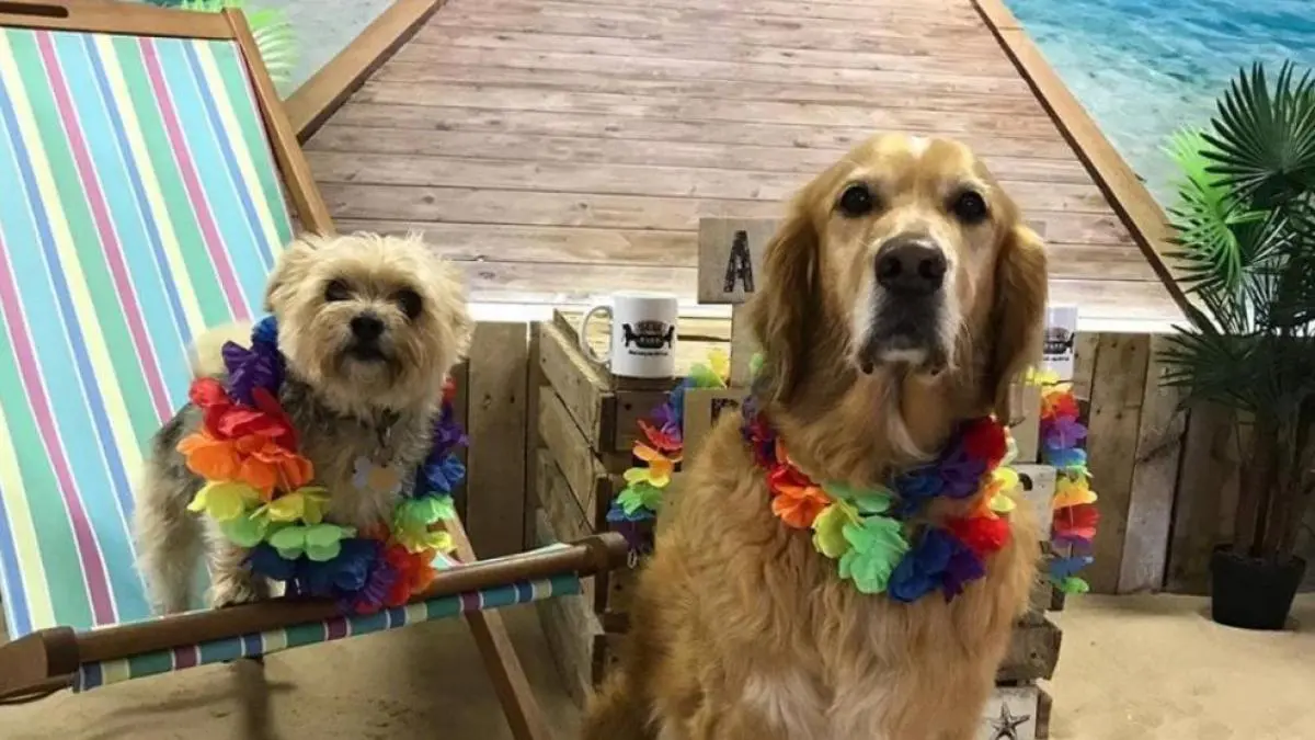 cafe de perros barcelona - Cuántas mascotas hay en Barcelona