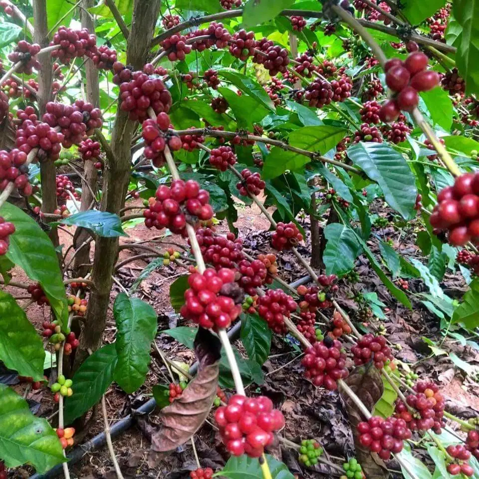 arbustos de cafe - Cuántas veces florece un arbusto de café