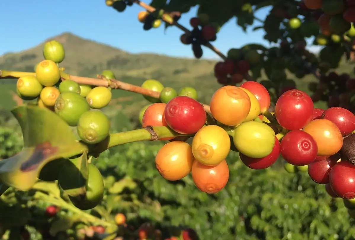 plantación de café en argentina - Cuánto café produce Argentina
