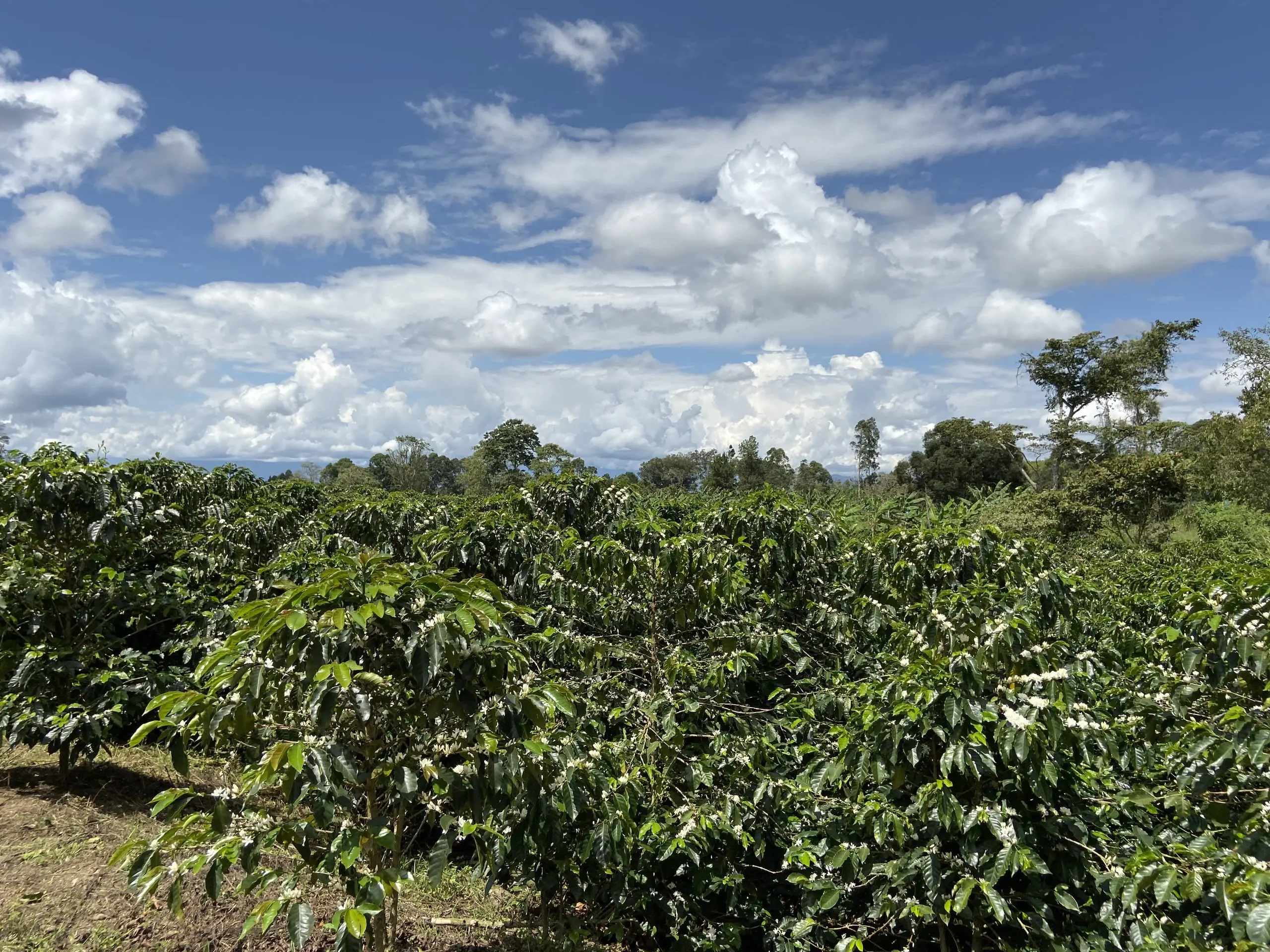 Café del Huila: Un tesoro colombiano - Cuánto café produce el Huila cafe del huila - Cuánto café produce el Huila