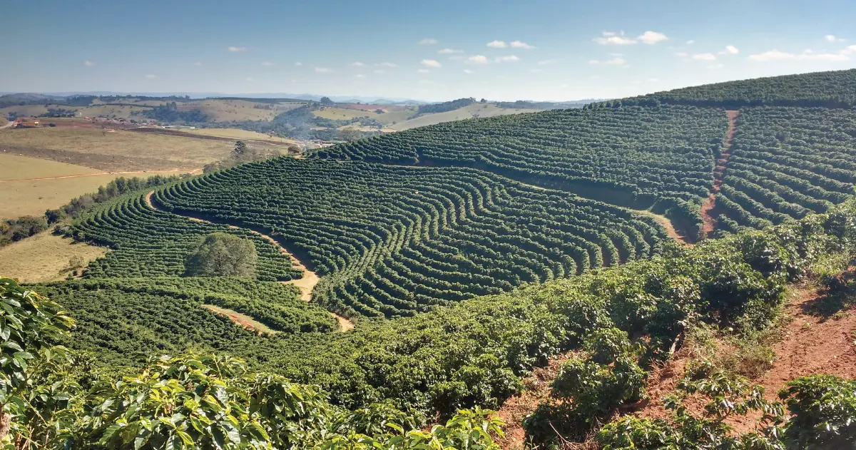 el cafe en brasil - Cuánto café se consume en Brasil