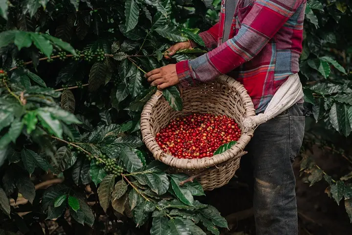 cultivo de café en costa rica - Cuánto café se produce en Costa Rica