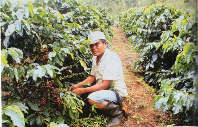 cuanto cafe produce una hectarea - Cuánto café se produce en una hectárea