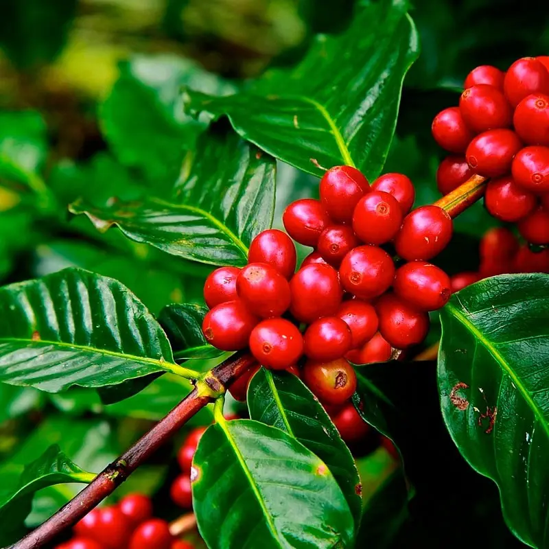 cafe planta - Cuánto crece la planta de café