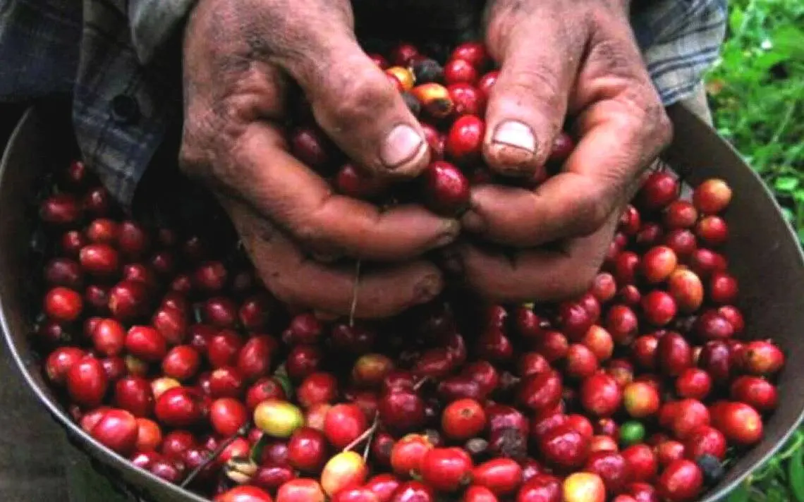 precio del cafe en colombia - Cuánto cuesta el kilo de café pergamino