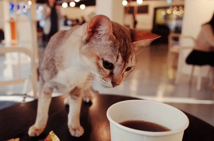 cafe de gatos madrid - Cuánto cuesta un gato en Madrid