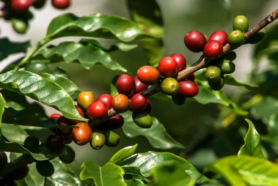 semilla de cafe - Cuánto dura la semilla de café para germinar