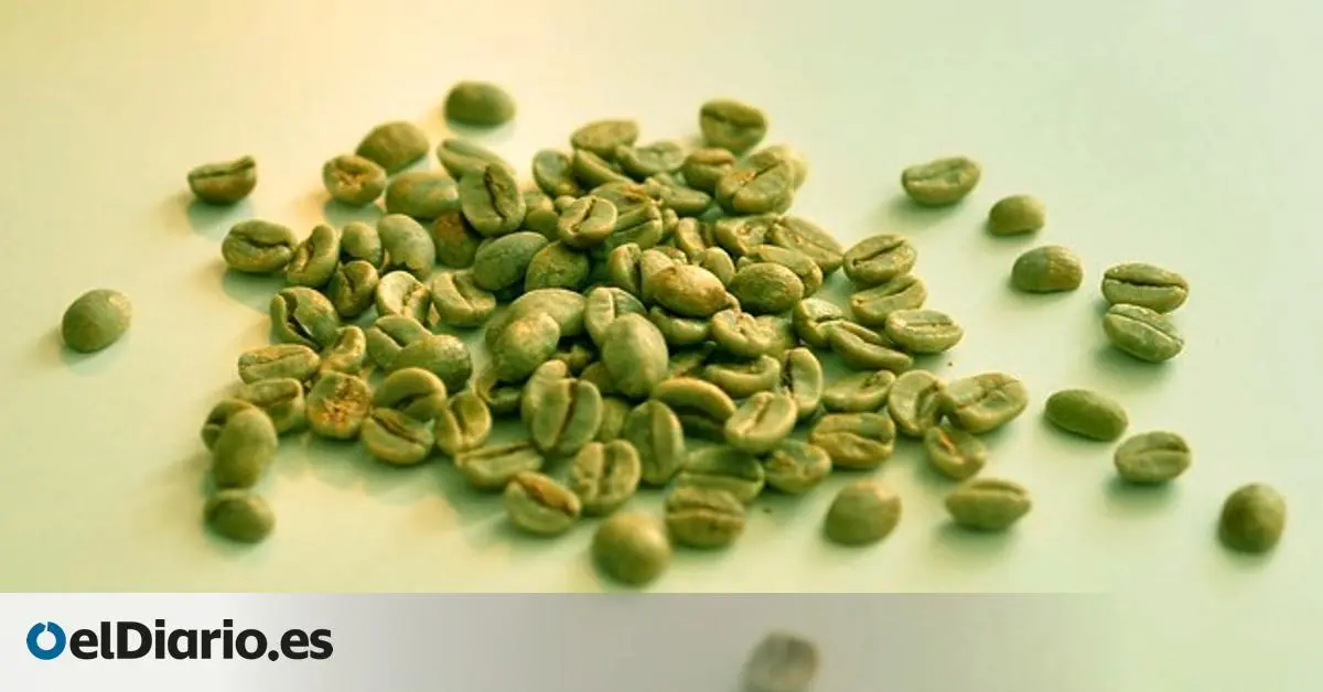cafe verde contraindicaciones - Cuánto peso se pierde con el café verde