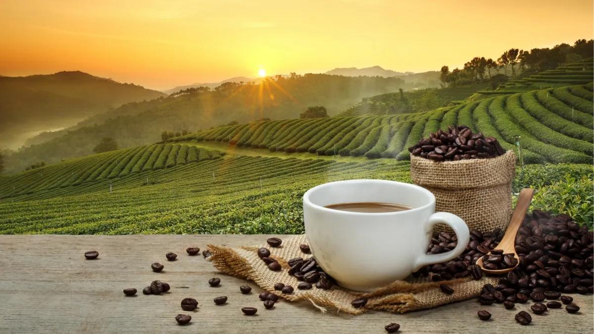produccion del cafe - Cuánto se produce el café