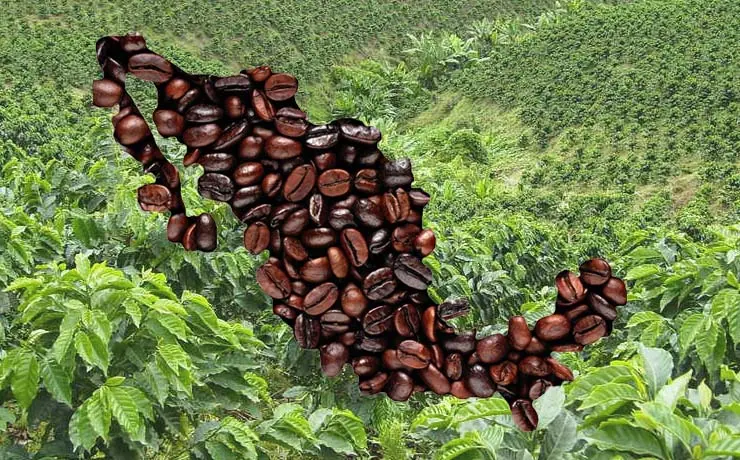cultivo de cafe en mexico - Cuántos tipos de café hay en México