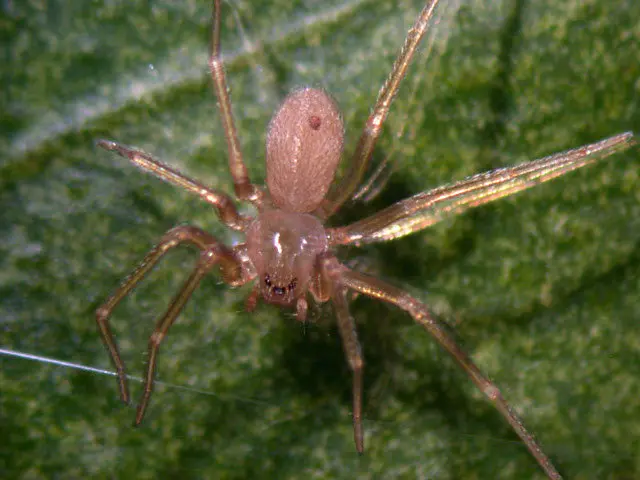 araña violinista cafe - Dónde hay araña violinista en España