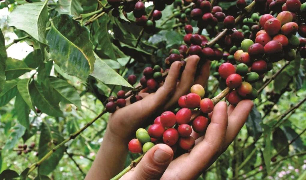 cosecha de café en perú - Dónde producen más café en Perú