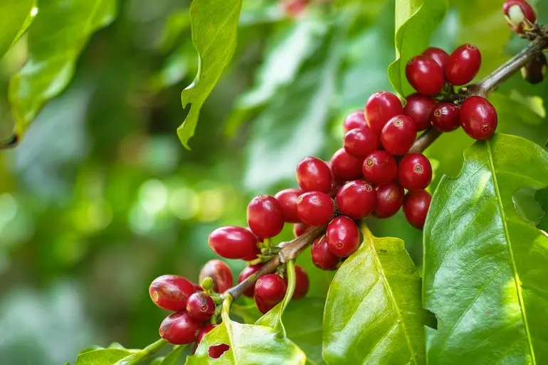 cafe robusta origen - Dónde se cultiva el café robusta