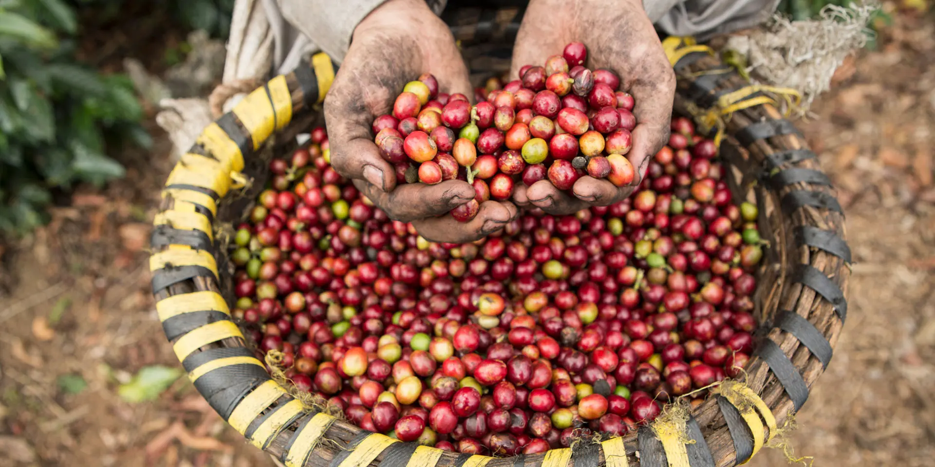 cultivo de café en costa rica - Dónde se produce el mejor café de Costa Rica