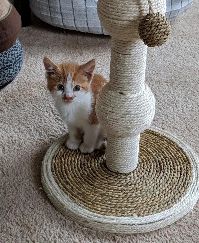 animal cafe near me - How do pet cafes work