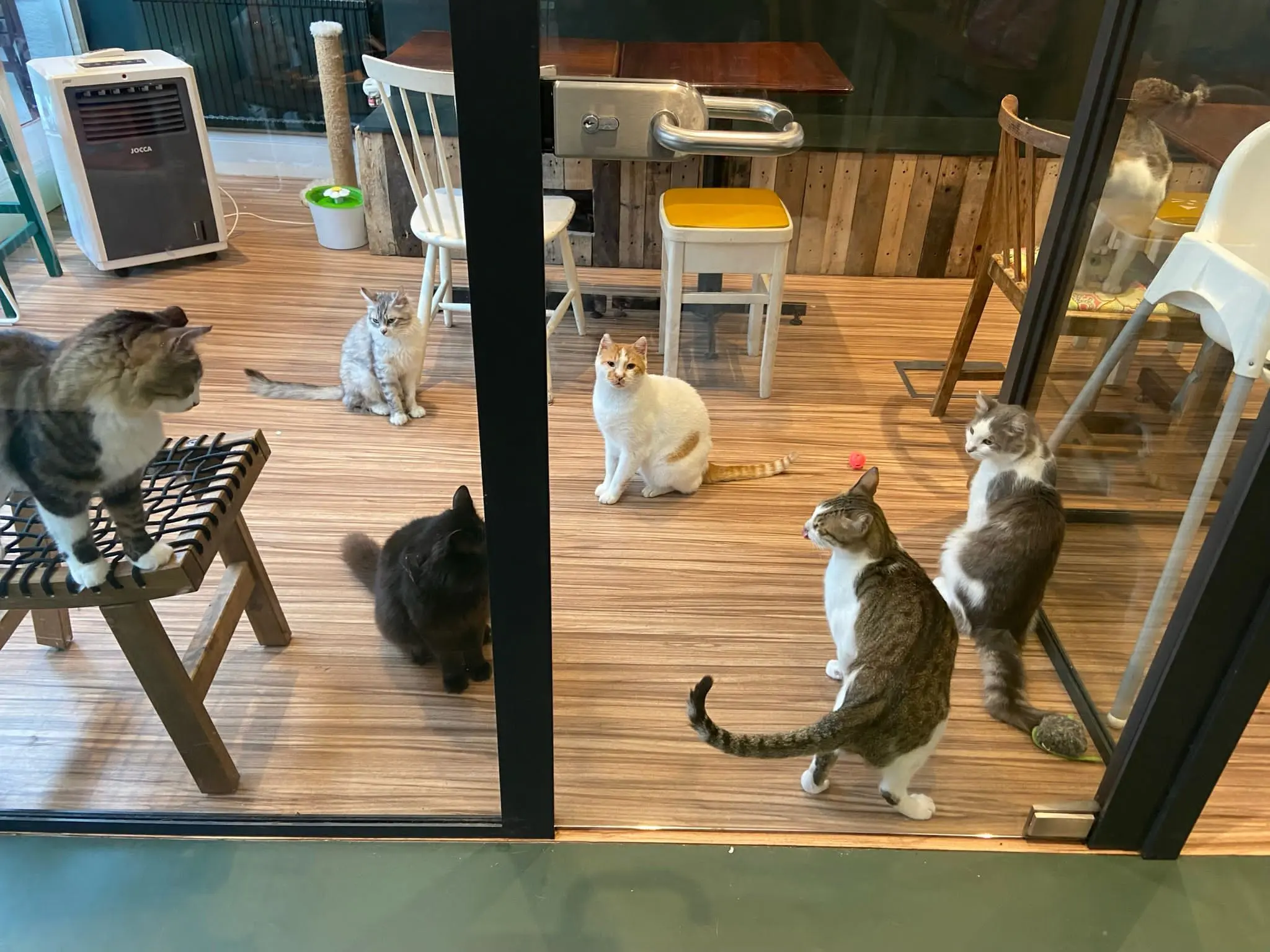¡El encanto de los Cat Cafés en el Reino Unido! - How much does it cost to go to Kitty Cafe Leeds cat cafe uk - How much does it cost to go to Kitty Cafe Leeds