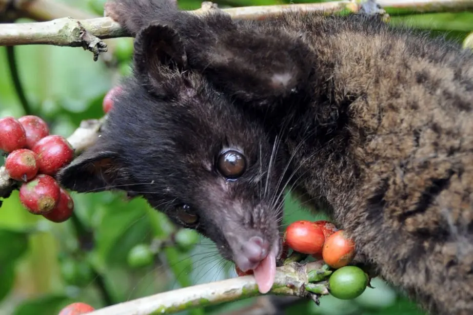 Café Indonésie Excrément: Una experiencia única en la industria del café - Où boire du kopi luwak café indonésie excrément - Où boire du kopi luwak