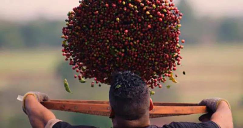 todas as marcas de café do brasil - Quais os tipos de café que existe no Brasil