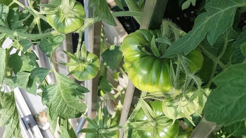 posos de cafe para tomateras - Qué abono es bueno para las tomateras