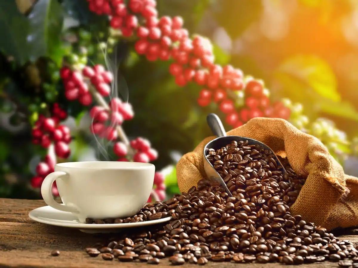 Alimentos Transgénicos: ¿Qué relación tienen con el café? - Qué alimentos que consumimos son transgénicos alimentos transgénicos café - Qué alimentos que consumimos son transgénicos