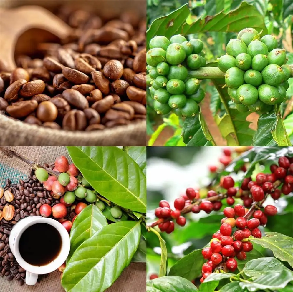 semilla de cafe - Qué beneficios tiene la semilla de café
