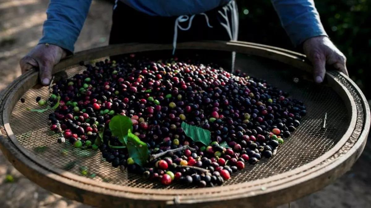 Café brasileño: el mayor productor mundial - Qué café siembran en Brasil cafe la brasileña - Qué café siembran en Brasil