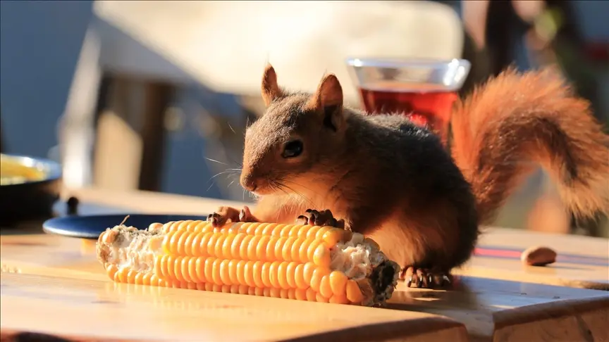 La Ardilla Café: Conoce más sobre este maravilloso animal - Qué comen las ardillas en Fuerteventura ardilla cafe - Qué comen las ardillas en Fuerteventura