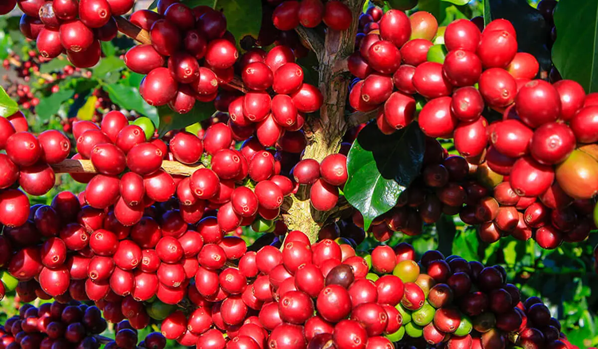 cultivo de cafe - Qué condiciones se requieren para el cultivo del café