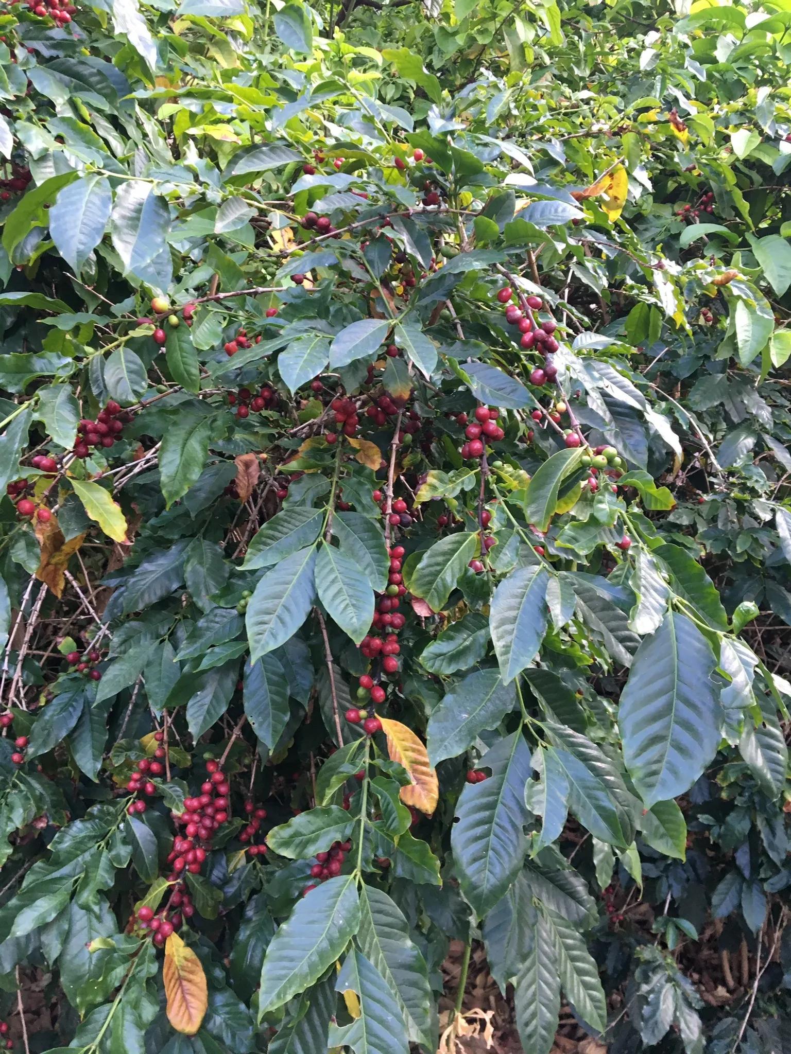 Café cultivado en Canarias - Qué cultivo agrícola es el que mayor extensión ocupa en Canarias cafe cultivado en canarias - Qué cultivo agrícola es el que mayor extensión ocupa en Canarias