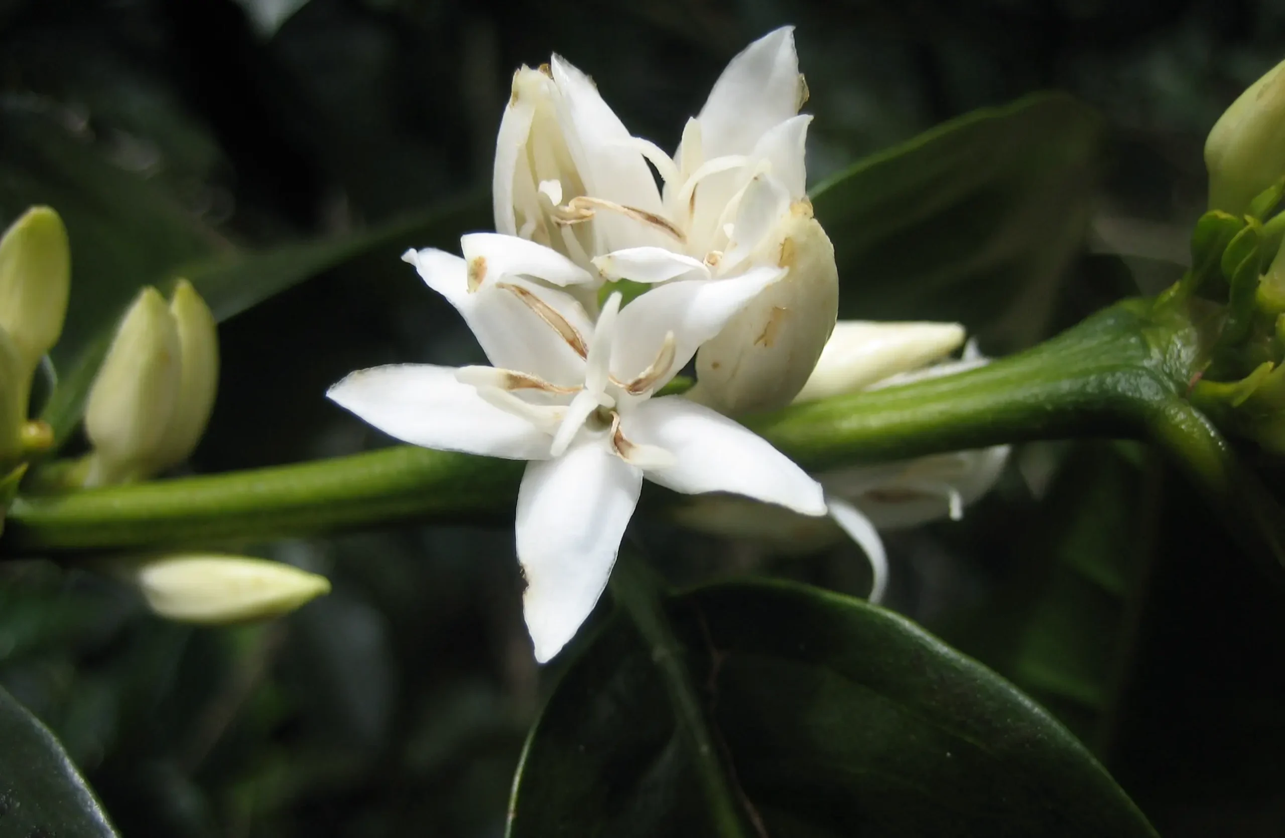 flor en cafe - Qué es bueno para la floración del café