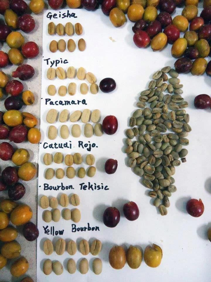 Café arábica variedad Colombia: una delicia para los amantes del café - Qué es café arábica Colombia cafe arabica variedad colombia - Qué es café arábica Colombia