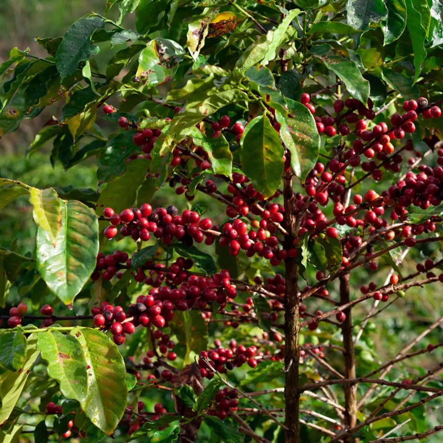 planta del cafe - Qué es el árbol de café
