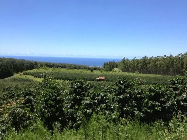 cafe de hawaii - Qué es el café hawaiano