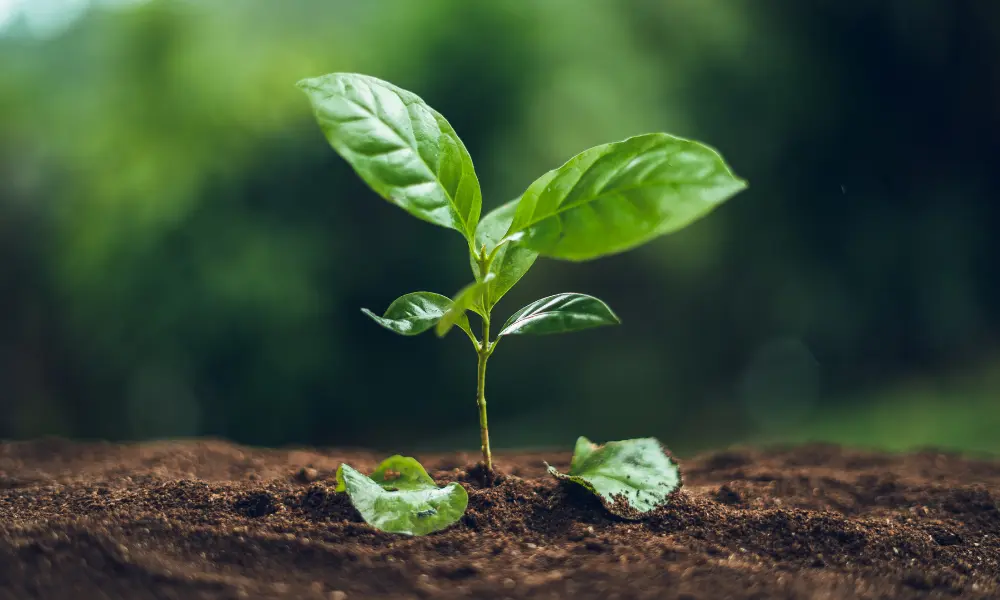 Café sostenible: una opción para un entorno más justo y saludable - Qué es el café sostenible cafe sostenible - Qué es el café sostenible