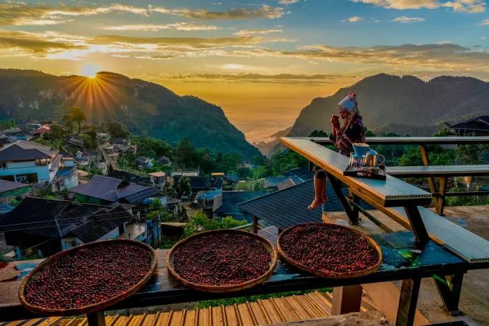 El café tailandés: un tesoro escondido en el sudeste asiático - Qué es el café tailandes cafe de tailandia - Qué es el café tailandes