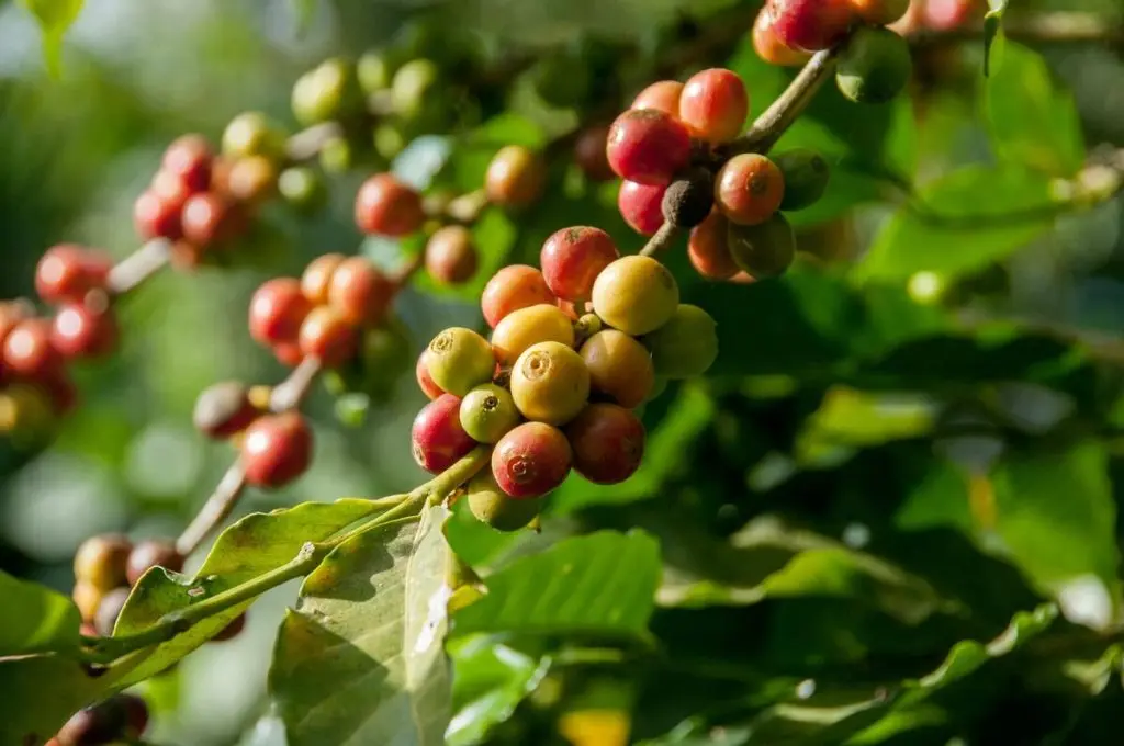 café de especialidad gran canaria - Qué es el caracolillo en el café
