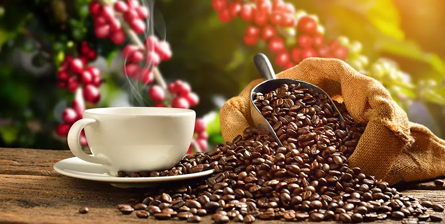 procesado de cafe - Qué es el procesado del café