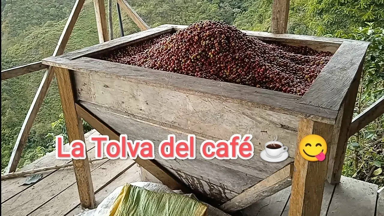 tolva de cafe - Qué es la tolva en el café