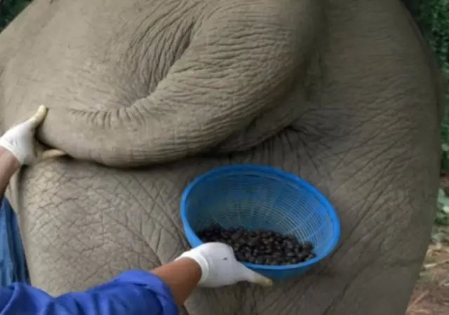 cafe heces elefante - Qué es lo que come un elefante
