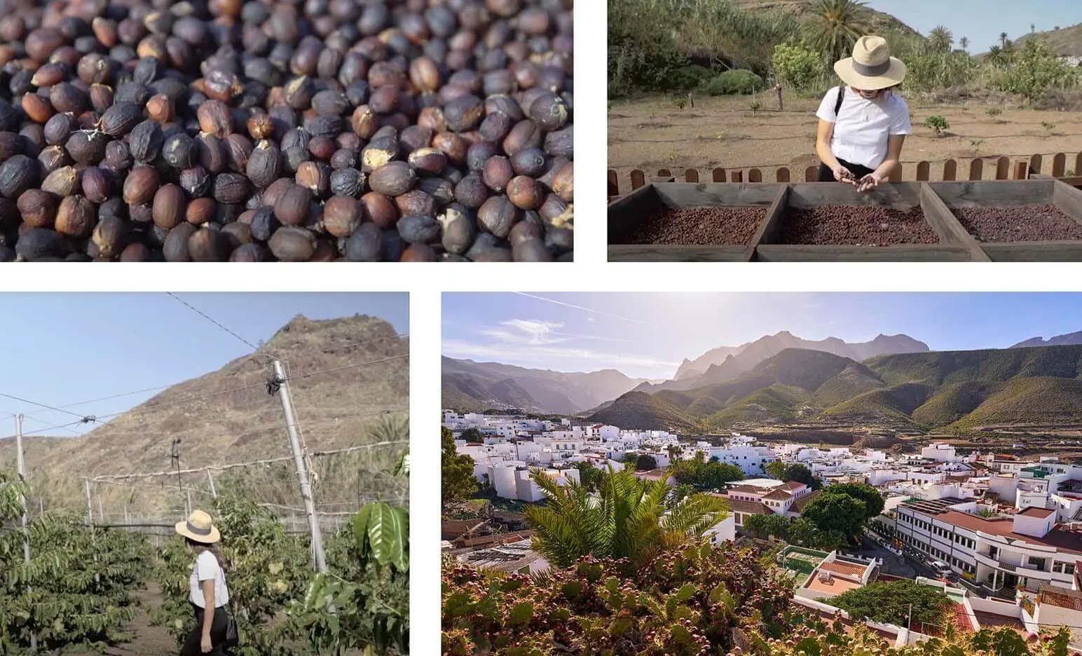 Café cultivado en Canarias - Qué es lo que más se cultiva en Canarias cafe cultivado en canarias - Qué es lo que más se cultiva en Canarias