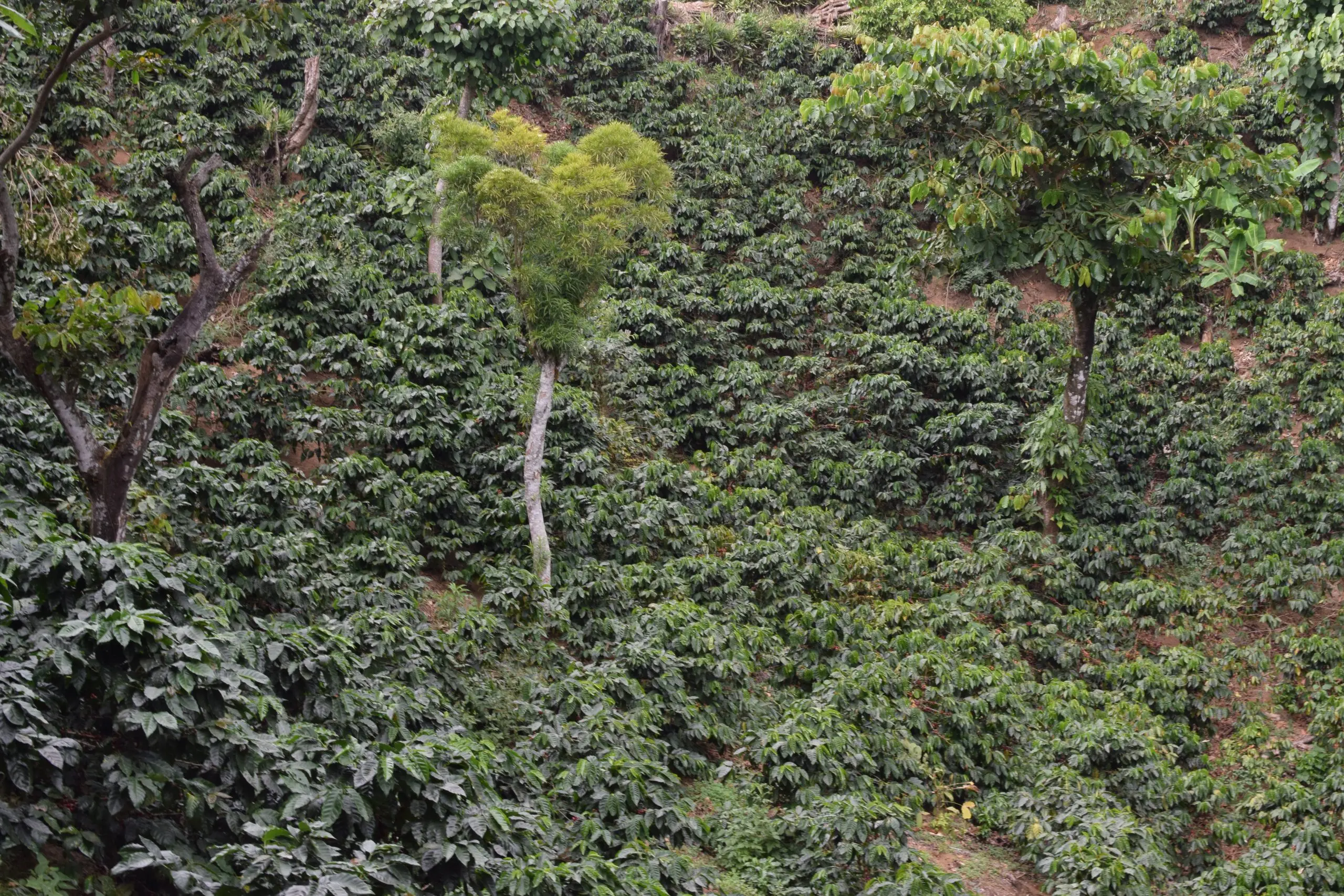 La zoca de café: una práctica sostenible para la renovación de cafetales - Qué es Soquear el café zoca de café - Qué es Soquear el café
