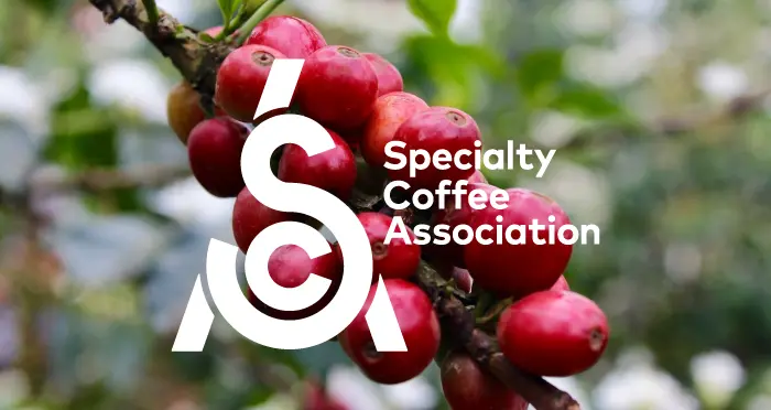 El café de especialidad: la excelencia en cada taza - Qué es un café de especialidad SCA cafe especialidad - Qué es un café de especialidad SCA