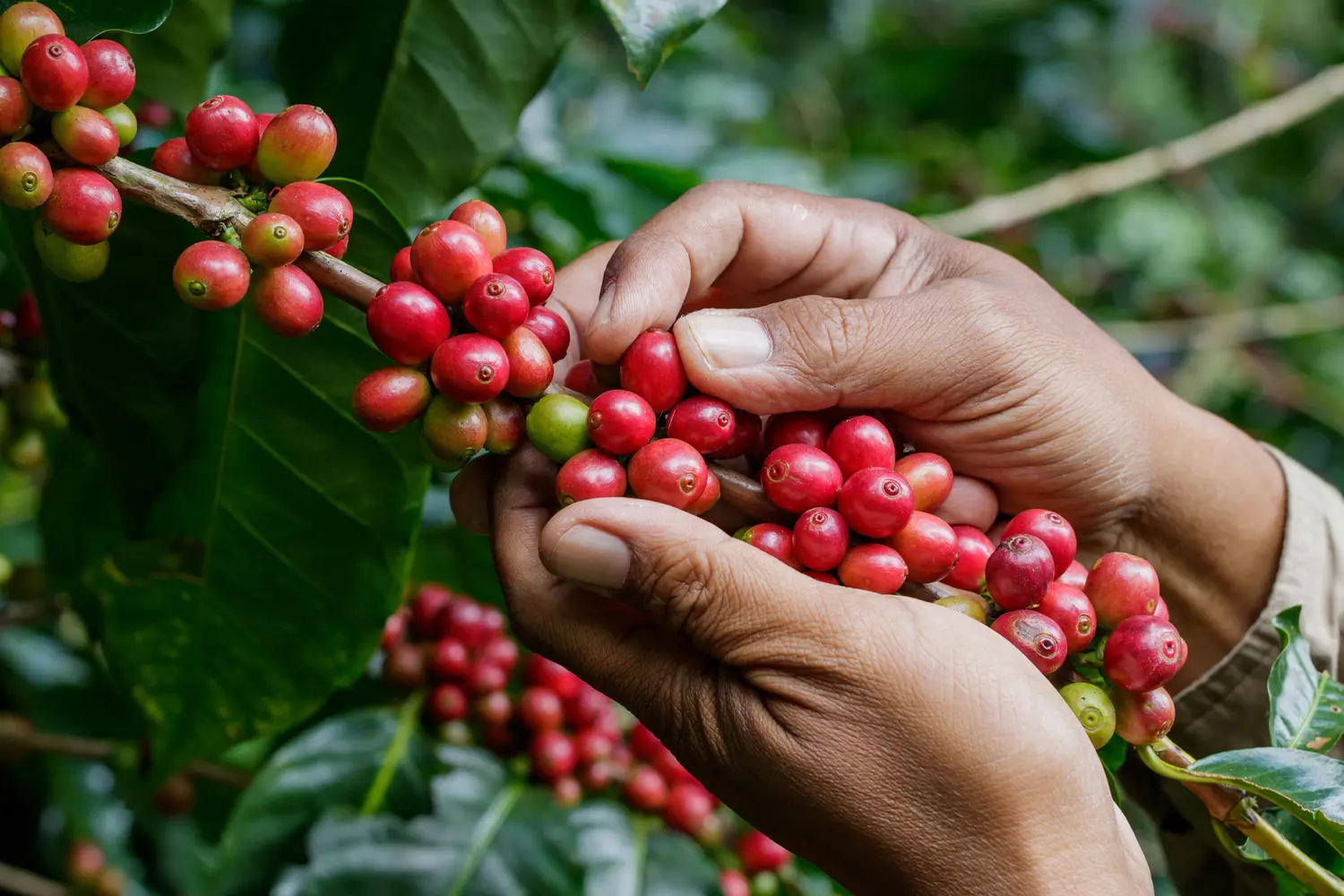 Café Variedad Colombia: Una joya de la tierra colombiana - Qué es variedad Colombia cafe variedad colombia - Qué es variedad Colombia