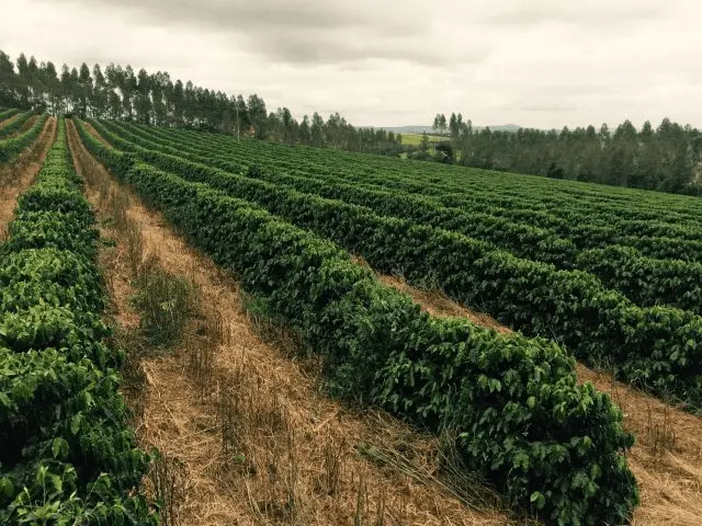 La importancia de las cooperativas de café en la producción y comercialización del café colombiano - Qué hacen los cafeteros cooperativa de café - Qué hacen los cafeteros
