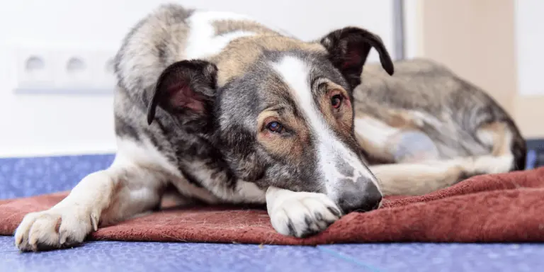 Por qué mi perro vomita color café - Qué hacer si mi perro vomita café porque mi perro vomita color cafe - Qué hacer si mi perro vomita café